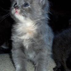 Blanding af racer Zibbe † 26.04.2010