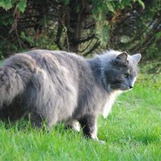 Blanding af racer Zibbe † 26.04.2010