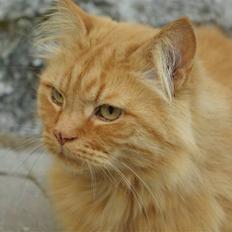 Blanding af racer Felix