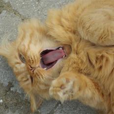 Blanding af racer Felix