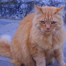 Blanding af racer Felix