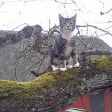 Blanding af racer Mis