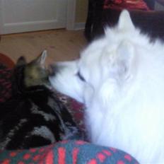 Blanding af racer Mis