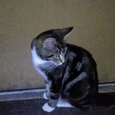 Blanding af racer Mis