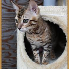 Bengal Gaia Of Golden Haze