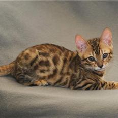 Bengal Gaia Of Golden Haze