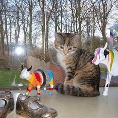 Huskat Sofie   (solgt)