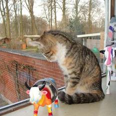 Huskat Sofie   (solgt)