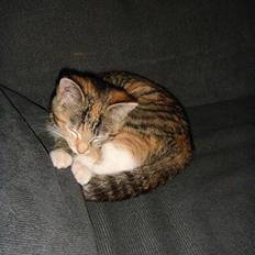 Huskat Sofie   (solgt)