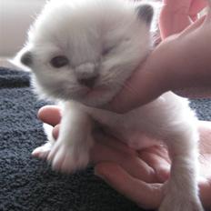 Ragdoll Snow Bear / Kenai