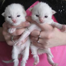 Ragdoll Ice Age / Chivas