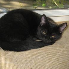 Blanding af racer Nova