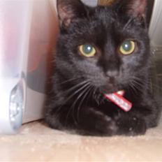 Huskat Puma † R.I.P †