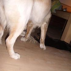 Huskat Puma † R.I.P †