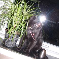 Huskat Puma † R.I.P †