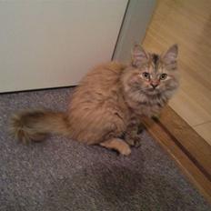 Blanding af racer Bellis