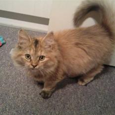 Blanding af racer Bellis