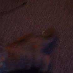 Blanding af racer Bellis