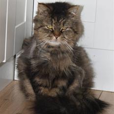 Blanding af racer Lille Mis