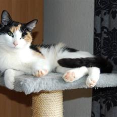 Blanding af racer Ida