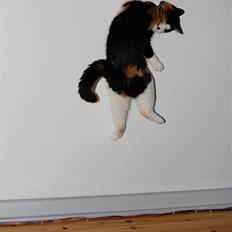 Blanding af racer Ida