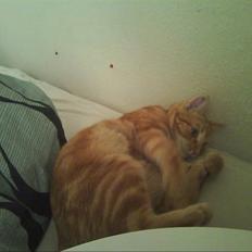 Huskat Spinner † R.I.P †