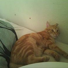 Huskat Spinner † R.I.P †