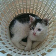 Blanding af racer *Bulldog*