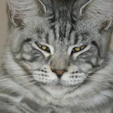 Maine Coon Noelle