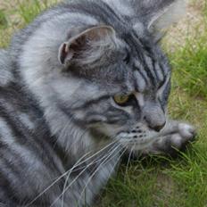 Maine Coon Noelle