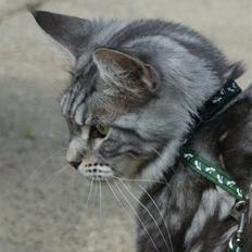 Maine Coon Noelle