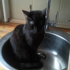 Blanding af racer Tia