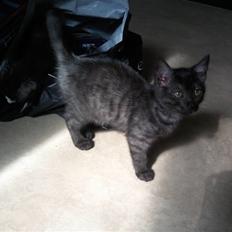 Blanding af racer Tia