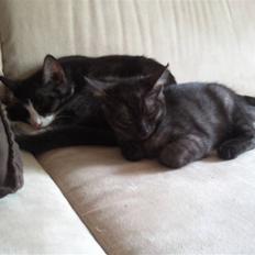 Blanding af racer Tia