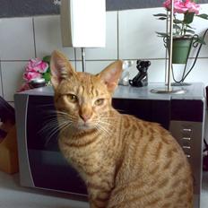 Ocicat Ozzy