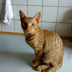 Ocicat Ozzy