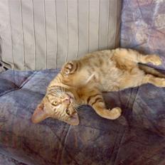 Ocicat Ozzy