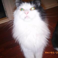 Blanding af racer Duchess *R.I.P.*