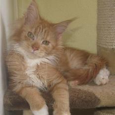 Maine Coon 4 ever coons gismo