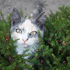 Blanding af racer Lillemis! <3