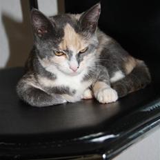 Blanding af racer Lillemis! <3