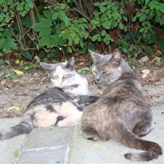 Blanding af racer Lillemis! <3