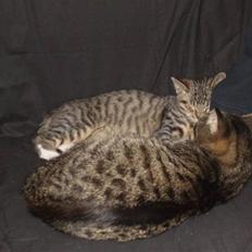 Blanding af racer Pedro