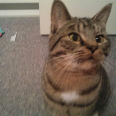 Blanding af racer Albert