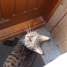 Blanding af racer Albert