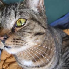 Blanding af racer Albert