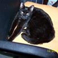 Huskat gardfield [rip}