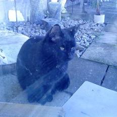 Huskat gardfield [rip}