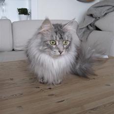 Blanding af racer Bjørk