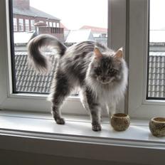 Blanding af racer Bjørk